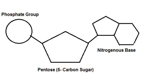 The Monomer Of A Nucleic Acid