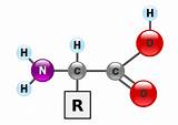 The Monomer Of A Protein Is