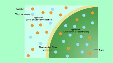 The Movement Of Water Across A Semipermeable Membrane Is Called