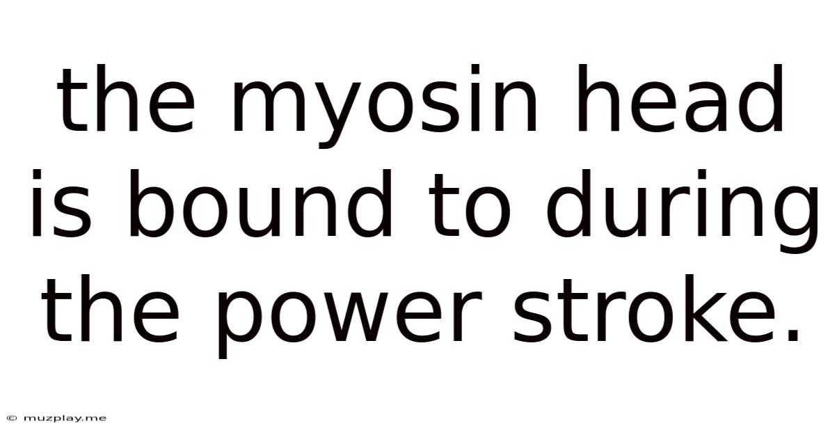The Myosin Head Is Bound To During The Power Stroke.
