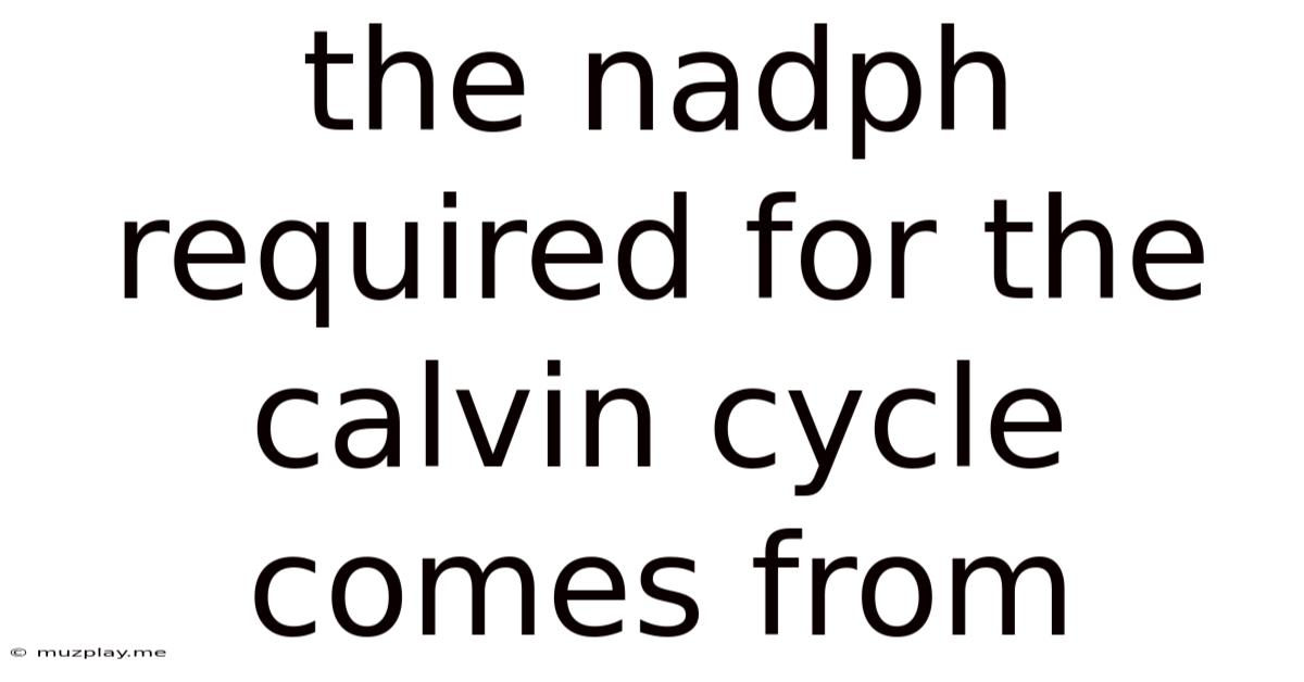 The Nadph Required For The Calvin Cycle Comes From