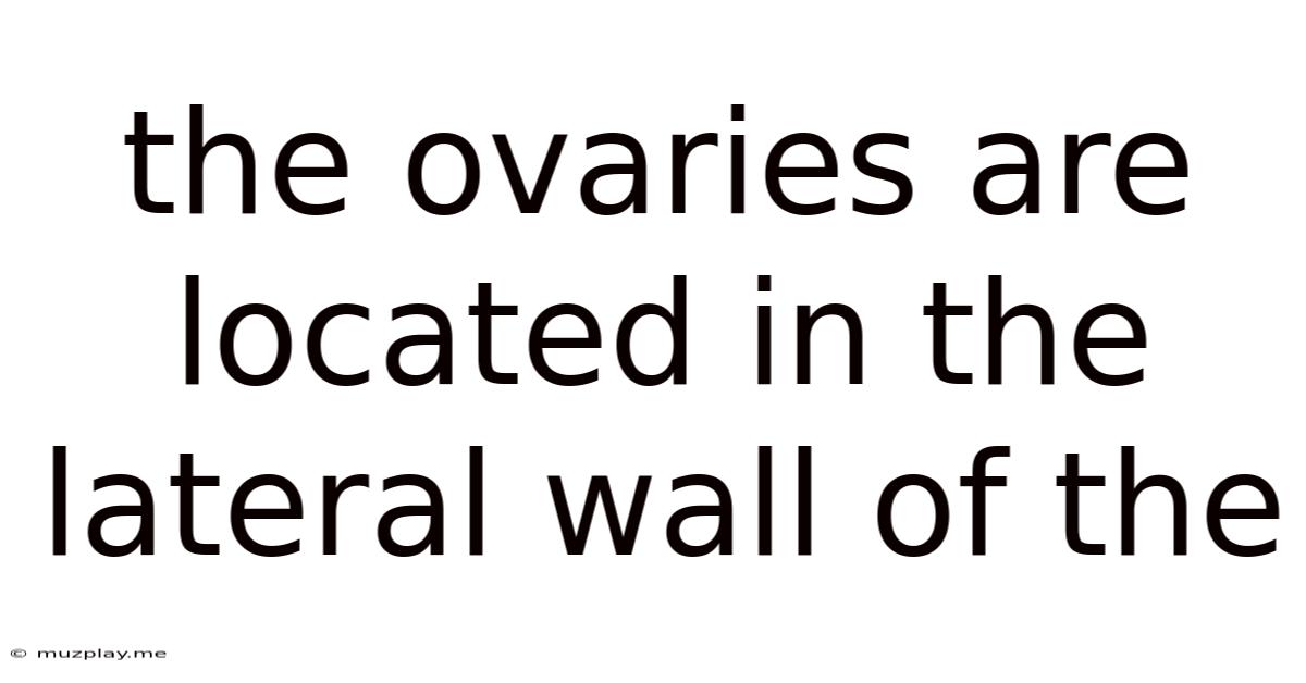 The Ovaries Are Located In The Lateral Wall Of The