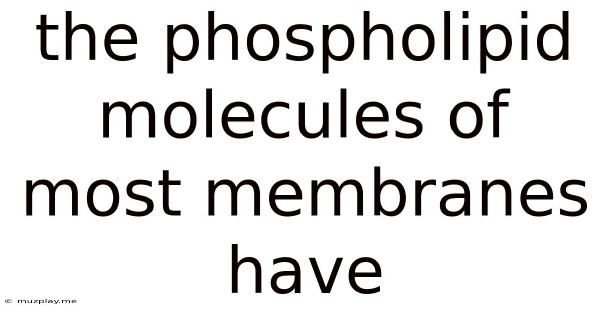 The Phospholipid Molecules Of Most Membranes Have