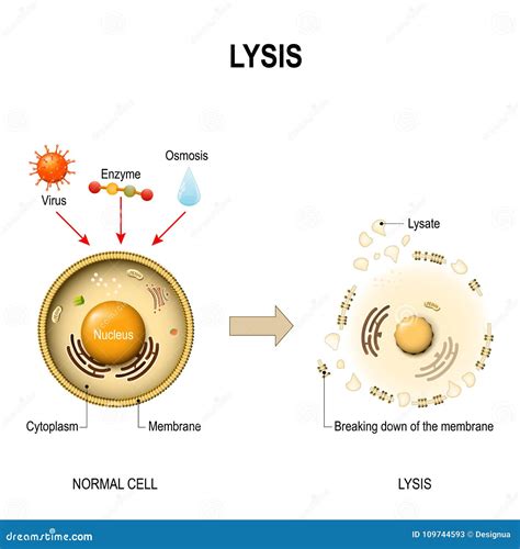 The Process Of Lysing A Cell Results In ______.