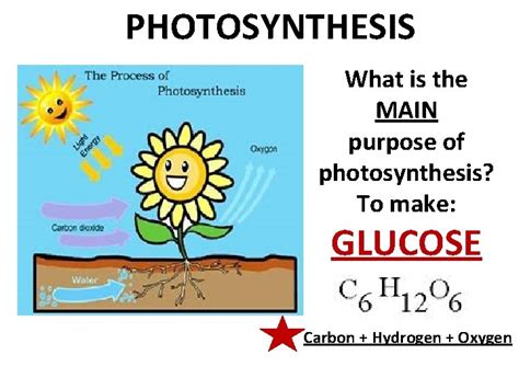 The Purpose Of Photosynthesis Is To