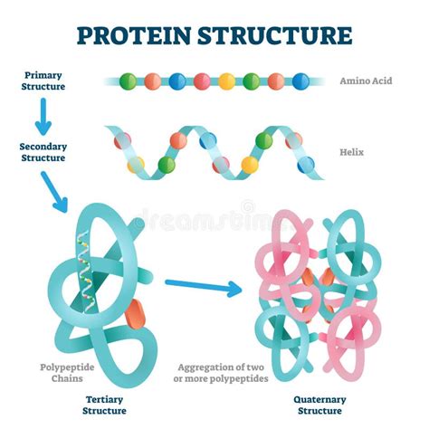 The Shape Of A Protein Molecule Is Determined Completely By