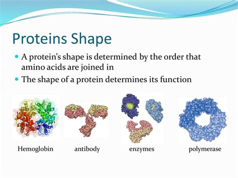 The Shape Of Protein Is Determined By