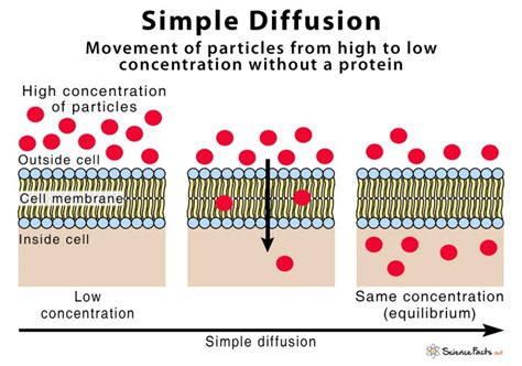 The Simple Diffusion Of Water Is Also Called