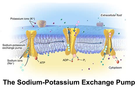 The Sodium Potassium Pump Is An Example Of