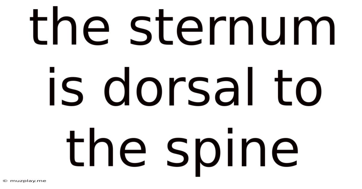 The Sternum Is Dorsal To The Spine
