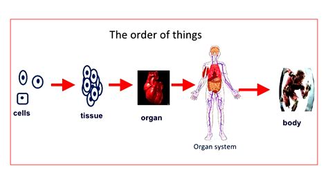 The Structural And Functional Units Of All Living Organisms