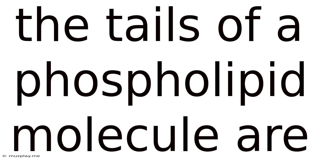 The Tails Of A Phospholipid Molecule Are