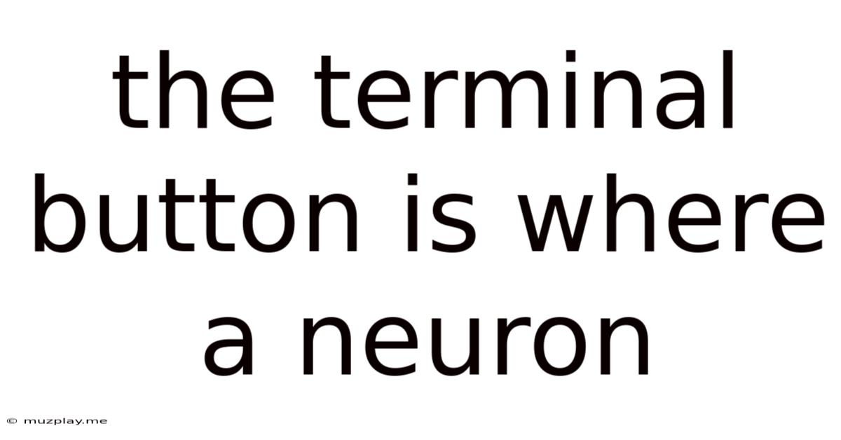 The Terminal Button Is Where A Neuron