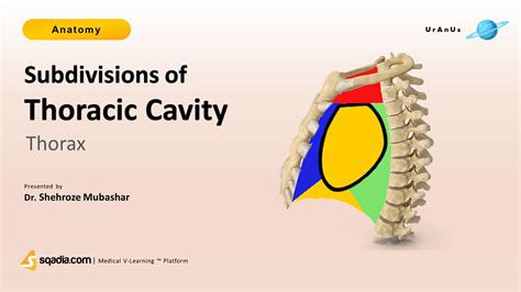 The Thoracic Cavity Is A Subdivision Of The