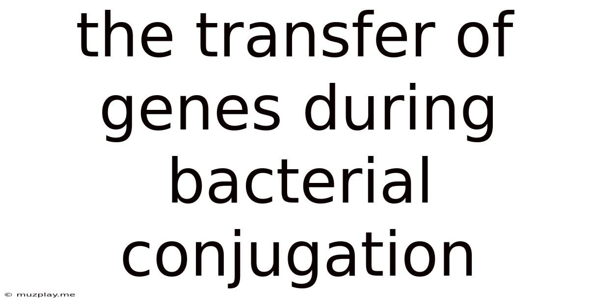 The Transfer Of Genes During Bacterial Conjugation