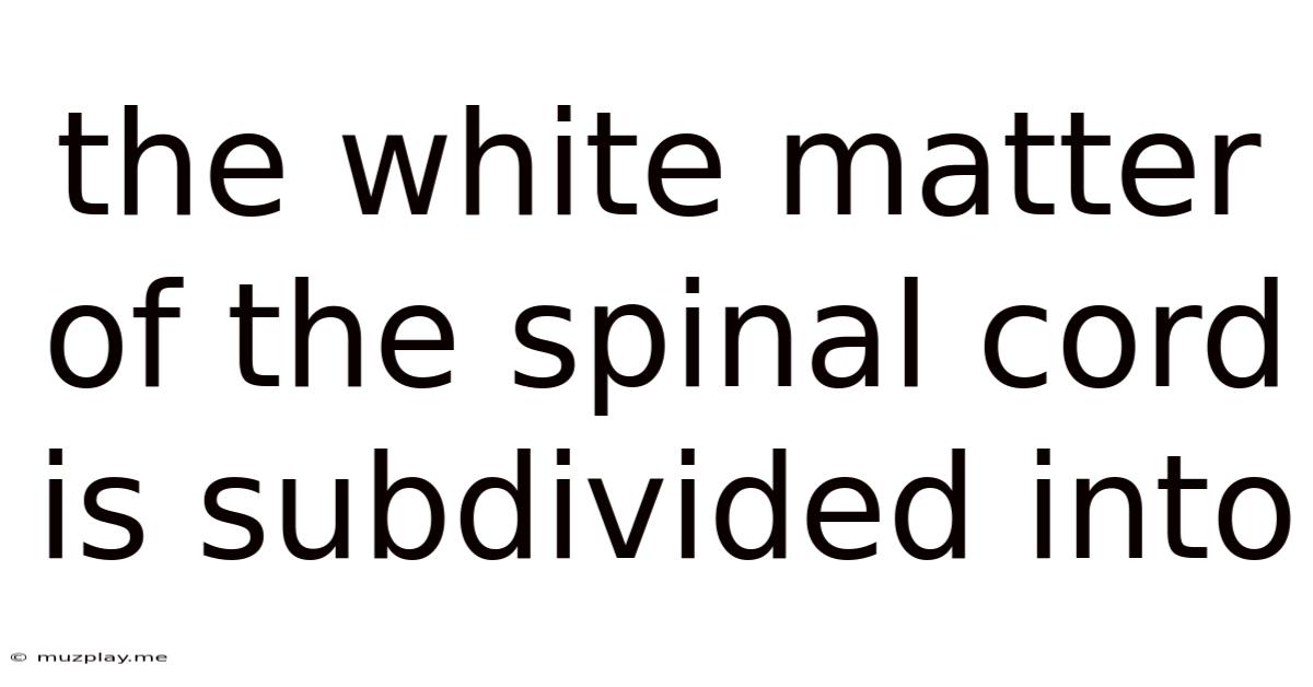 The White Matter Of The Spinal Cord Is Subdivided Into