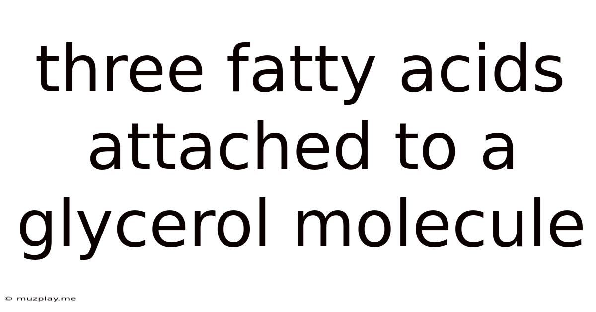 Three Fatty Acids Attached To A Glycerol Molecule