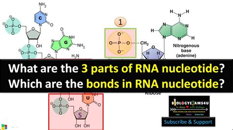 Three Parts Of An Rna Nucleotide