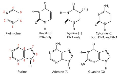 Three Structural Components Of An Rna Nucleotide Monomer