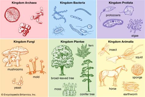 To What Kingdom Do Common Bacteria Belong