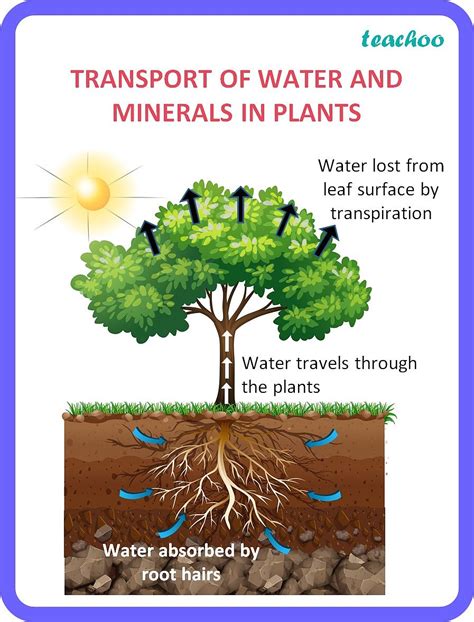 Transports Water And Nutrients To Different Plant Parts