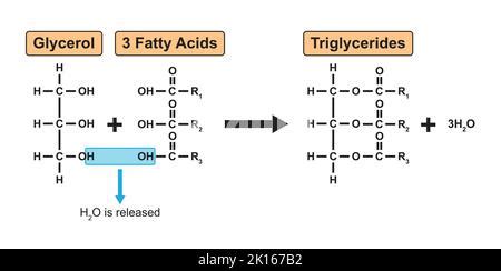 Triglyceride. Where Did The Condensation Reactions Occur