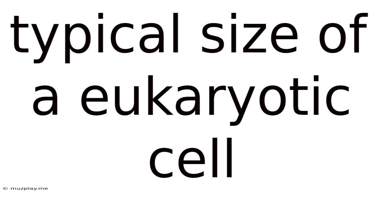 Typical Size Of A Eukaryotic Cell