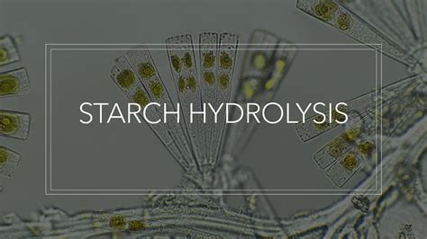 Under Acid Hydrolysis Conditions Starch Is Converted To