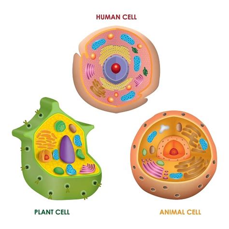 Unlike Animal Cells Plant Cells Have