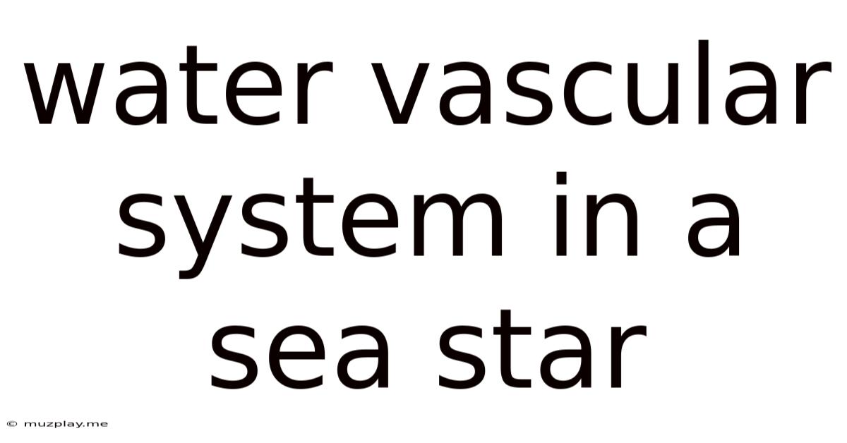 Water Vascular System In A Sea Star