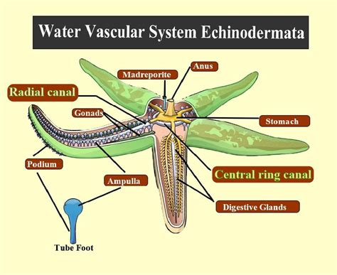 Water Vascular System Of A Sea Star