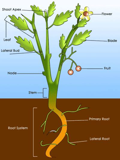 What Are Characteristics Of A Plant