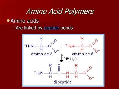 What Are Polymers Of Amino Acids