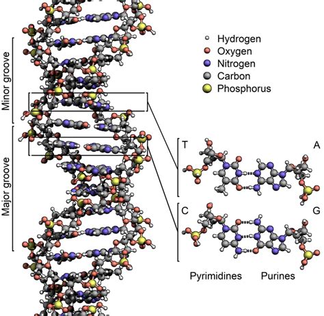 What Are Polymers Of Nucleic Acids