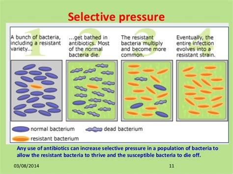 What Are Selective Pressures In Biology