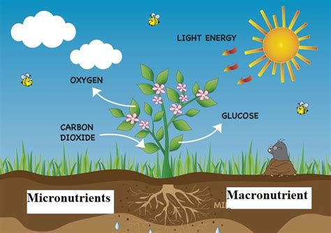 What Are Some Nutrients That Plants Need