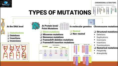 What Are The 3 Types Of Mutations