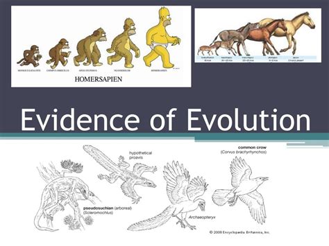 What Are The 7 Evidence Of Evolution