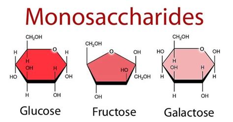 What Are The Building Blocks Of A Carbohydrate