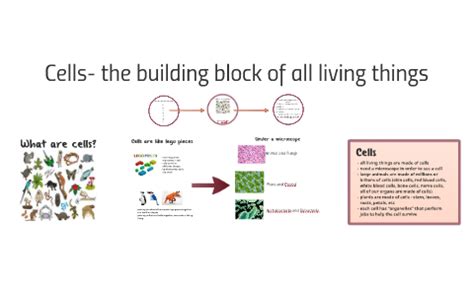 What Are The Building Blocks Of All Living Things