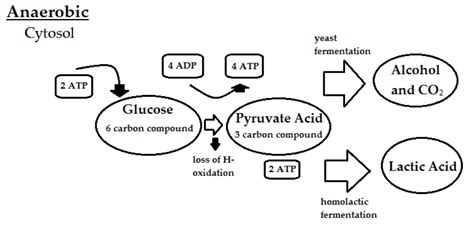 What Are The End Products Of Fermentation