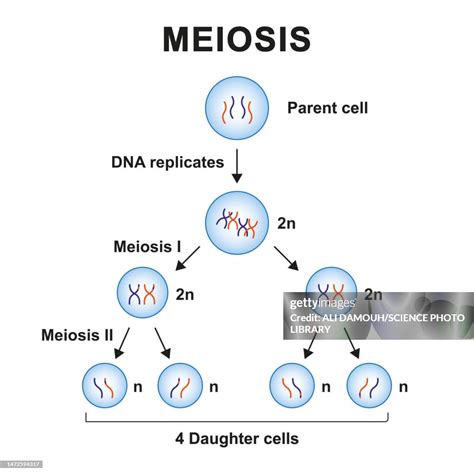 What Are The Final Products Of Meiosis