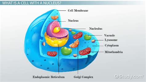 What Are The Membrane Bound Organelles