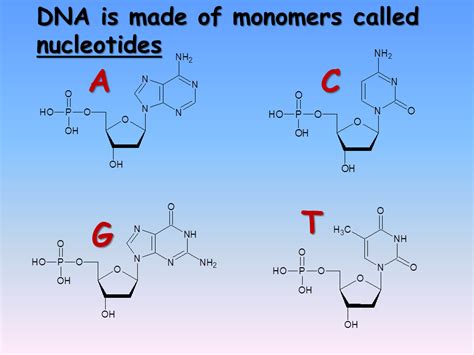 What Are The Monomers Of Dna