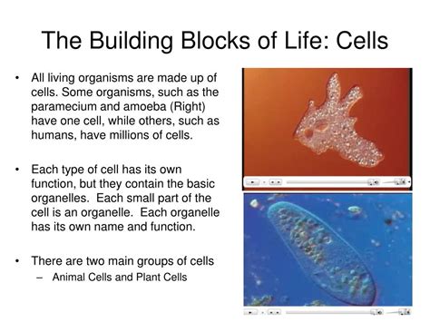 What Are The Most Basic Building Blocks Of All Organisms