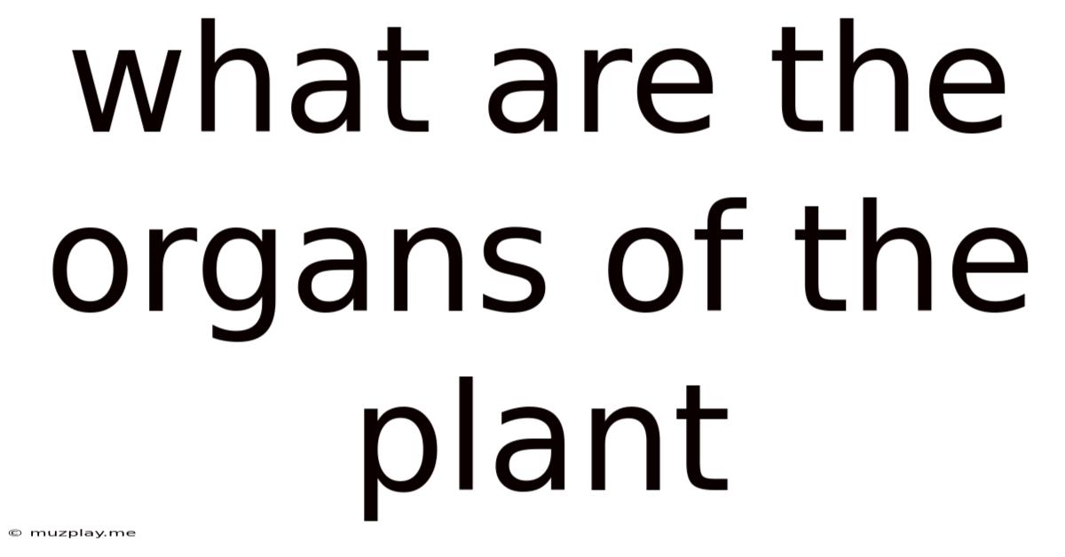 What Are The Organs Of The Plant