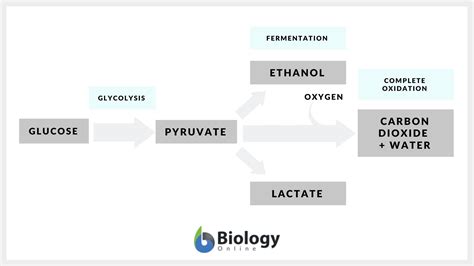 What Are The Reactants In Fermentation