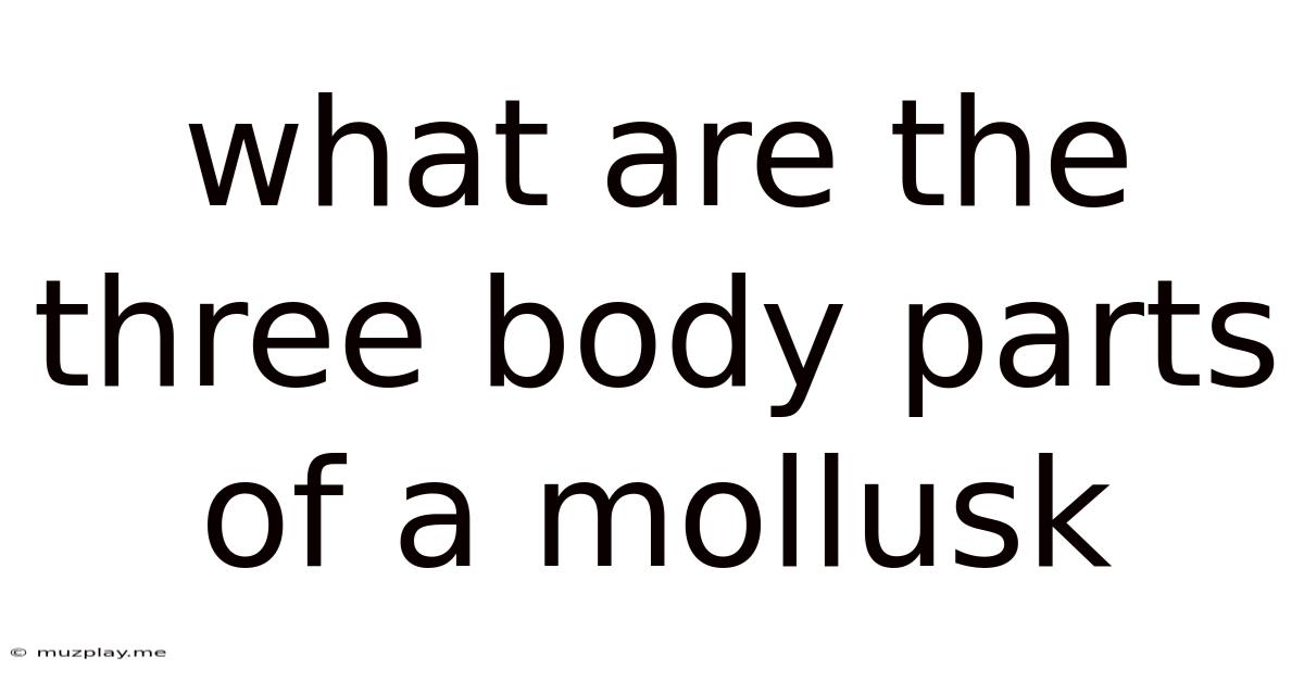 What Are The Three Body Parts Of A Mollusk