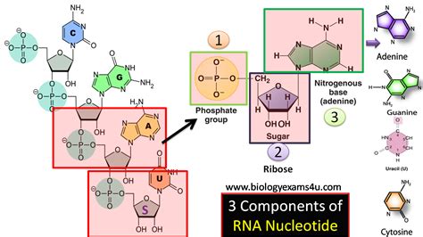 What Are The Three Components Of An Rna Nucleotide