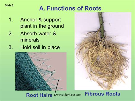 What Are The Three Functions Of Roots